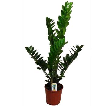 Zamioculcas 3-4 14/40 kép