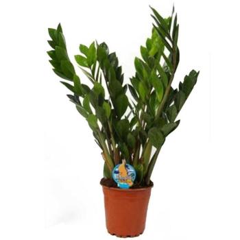 Zamioculcas 6 17/60 kép