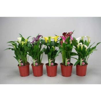 Zantedeschia mix 13/50 kép