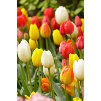 25 darabos tulipános keverék kép